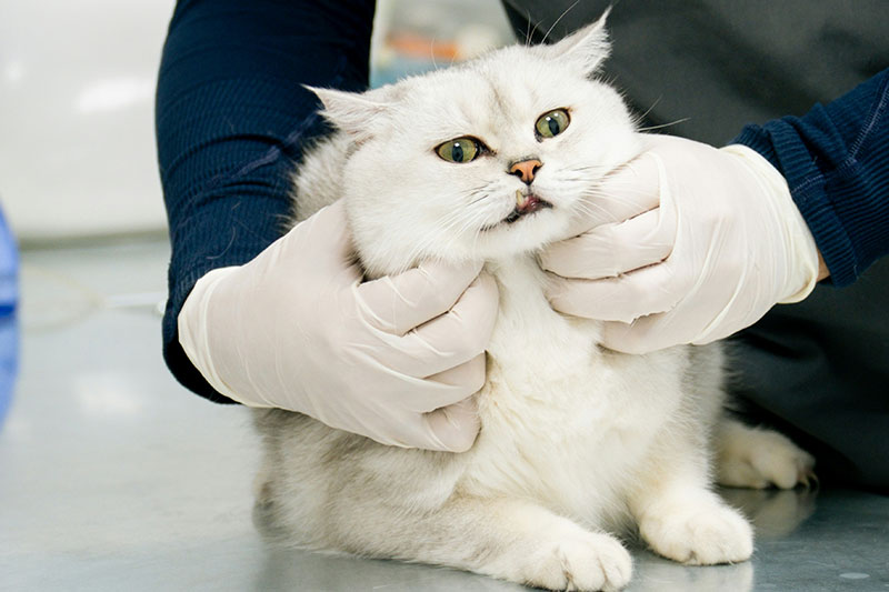 宠物猫内窥镜检查