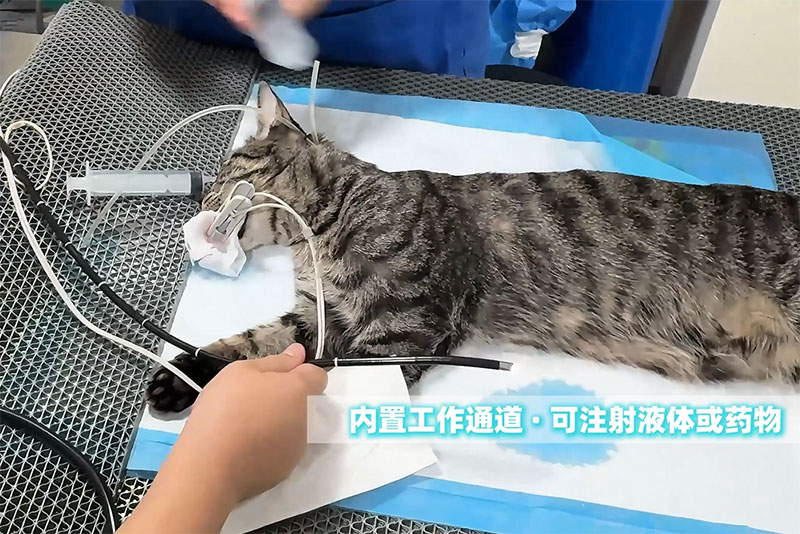 SAPro宠物内窥镜检查中