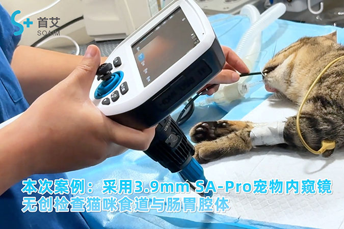 宠物内窥镜实操案例