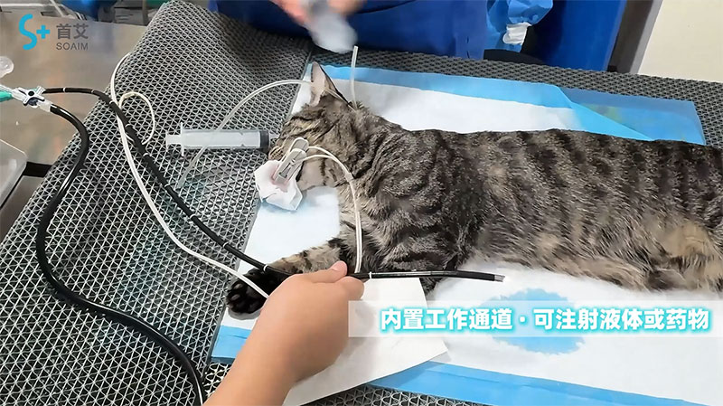 SAPro宠物内窥镜检查猫